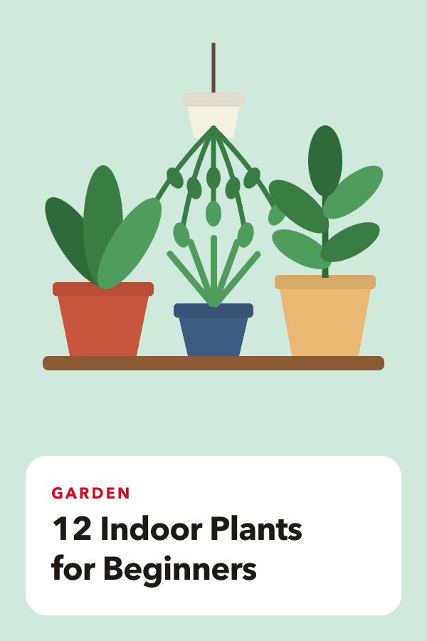 Example pin: 12 indoor plants for beginners